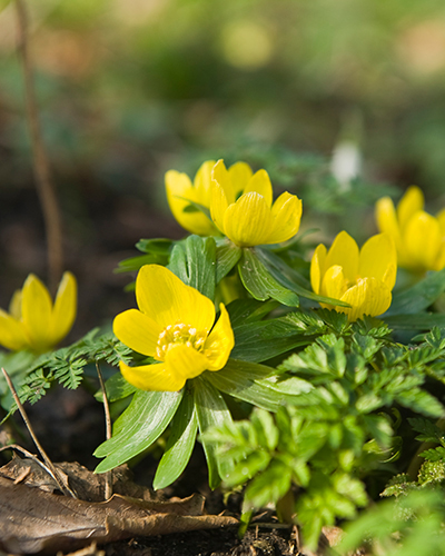 Eranthis cilicica.jpg